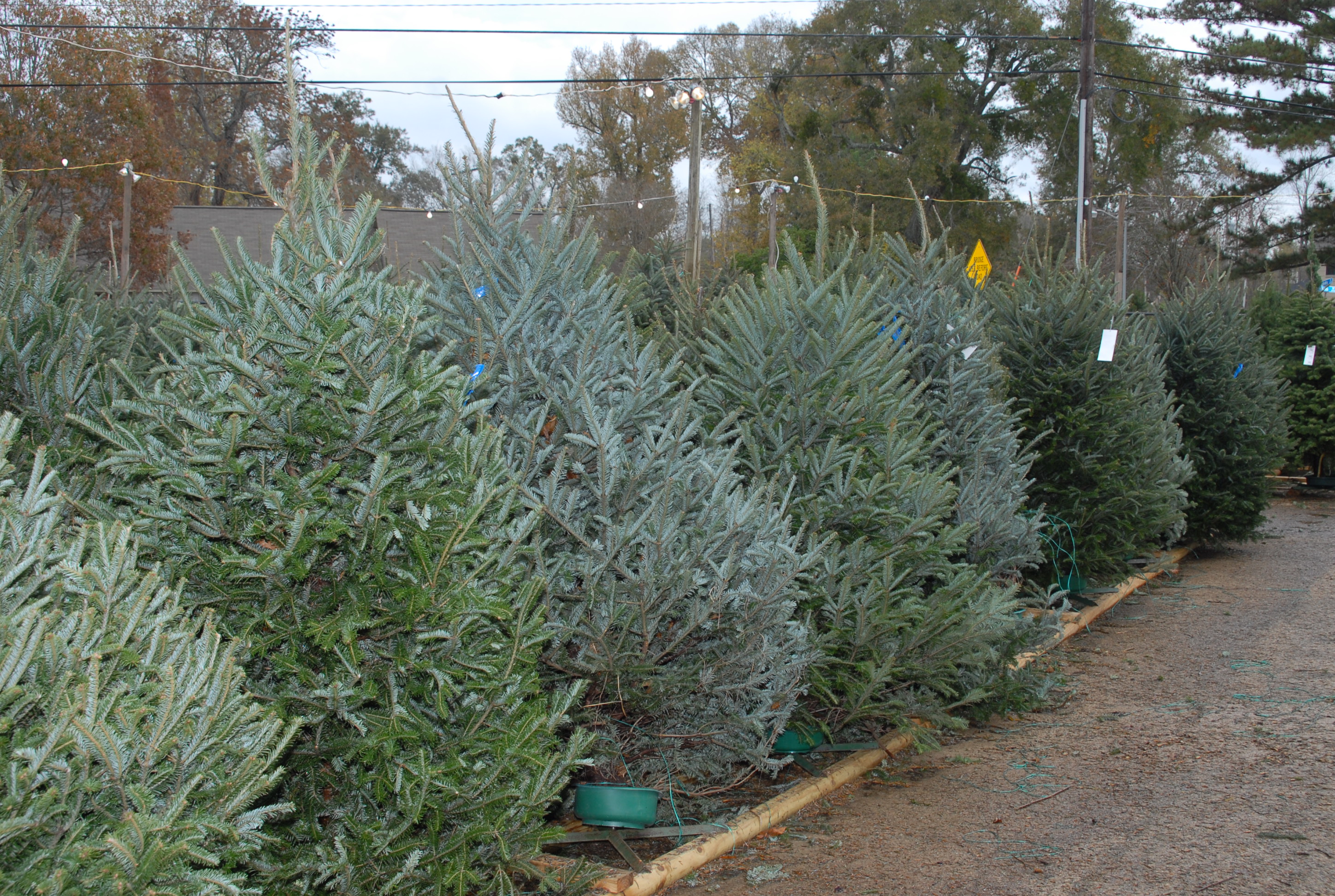 Christmas trees need proper care 